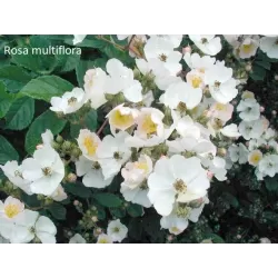 Rožė - Rosa (o) multiflora 1+1 60-100 CM GR x25
