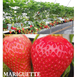 Strawberry - Fragaria x ananassa MARIQUETTE