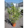 Physalis peruviana LITTLE BUDDHA