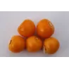 Physalis peruviana LITTLE BUDDHA