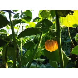 Physalis peruviana LITTLE BUDDHA