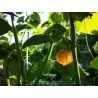 Physalis peruviana LITTLE BUDDHA
