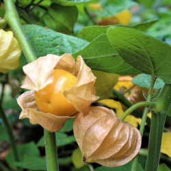 Physalis peruviana LITTLE BUDDHA