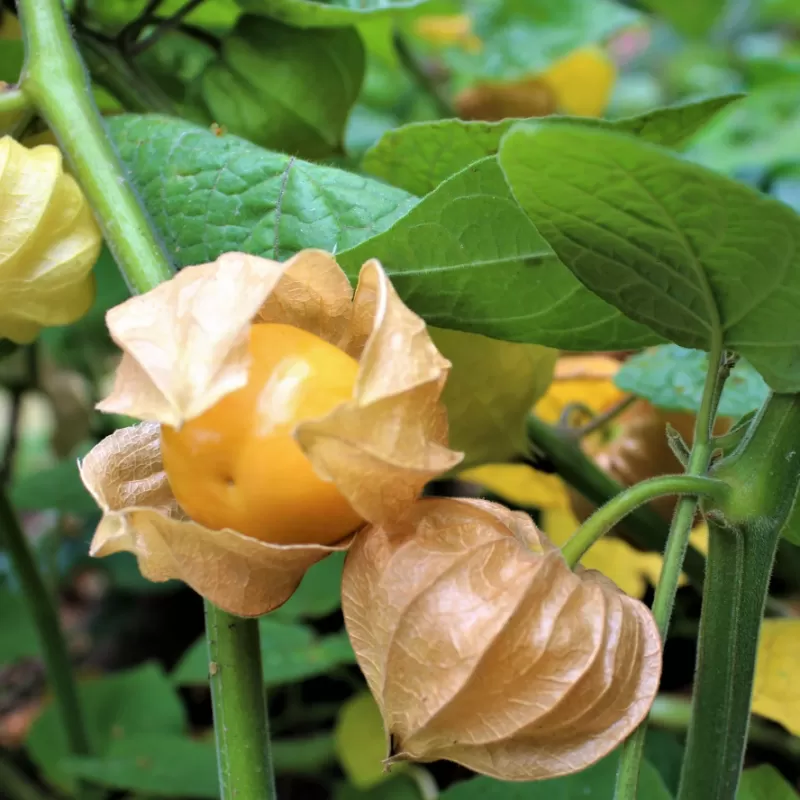 Physalis peruviana LITTLE BUDDHA