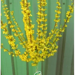 Tarpinė forsitija - Forsythia intermedia Spectabilis P24C5 60/80CM