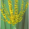 Tarpinė forsitija - Forsythia intermedia Spectabilis P24C5 60/80CM