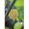 Tikroji dumplūnė - Physalis peruviana PETERS BESTE
