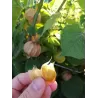 Tikroji dumplūnė - Physalis peruviana PETERS BESTE
