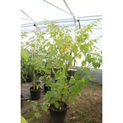 Tikroji dumplūnė - Physalis peruviana PETERS BESTE