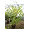 Physalis peruviana PETERS BESTE