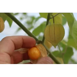 Tikroji dumplūnė - Physalis peruviana PETERS BESTE