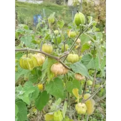 Tikroji dumplūnė - Physalis peruviana PETERS BESTE