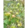 Tikroji dumplūnė - Physalis peruviana PETERS BESTE