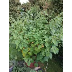 Tikroji dumplūnė - Physalis peruviana PETERS BESTE