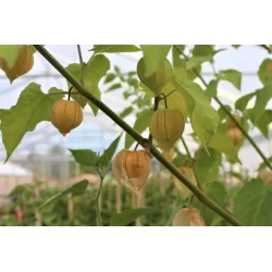 Tikroji dumplūnė - Physalis peruviana PETERS BESTE
