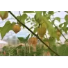Tikroji dumplūnė - Physalis peruviana PETERS BESTE