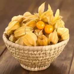 Physalis peruviana PETERS BESTE