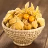 Tikroji dumplūnė - Physalis peruviana PETERS BESTE