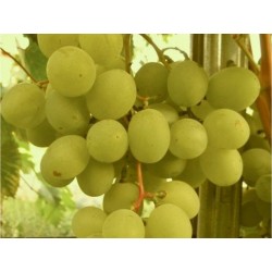 Tikrasis vynmedis - Vitis vinifera TALIZMAN