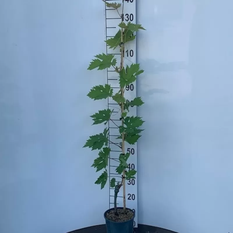 Tikrasis vynmedis - Vitis vinifera TONIA HOBREVET