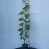 Grape Vine - Vitis vinifera TONIA HOBREVT