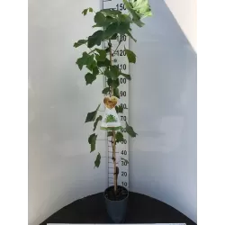 Tikrasis vynmedis - Vitis vinifera TONIA HOBREVET