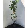 Grape Vine - Vitis vinifera TONIA HOBREVT