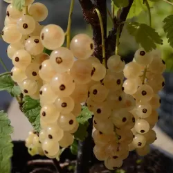 Baltieji serbentai - Ribes sativa ZITAVIA