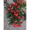 Rožė - Rosa JAM-A-LICIUOS