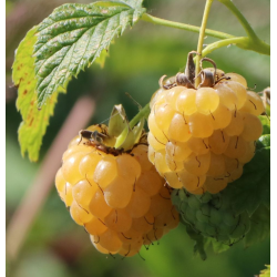 Paprastoji avietė - Rubus idaeus GOLDEN BLISS