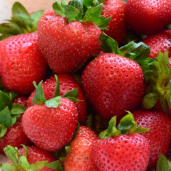 Strawberry - Fragaria ananassa SWEET ANN