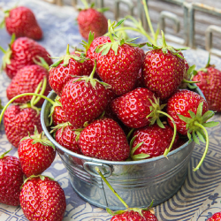 Strawberry - Fragaria x ananassa MARA DES BOYS