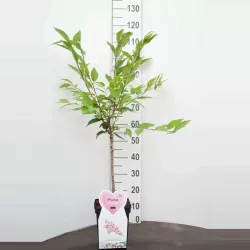 Sakura trees with home delivery