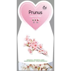 Sakura trees with home delivery