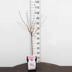 Sakura trees with home delivery