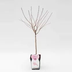 Sakura trees with home delivery