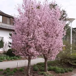 Sakura trees with home delivery