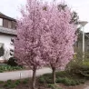 Sakura trees with home delivery