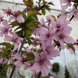 Niponinė vyšnia (sakura) - Prunus nipponica RUBY