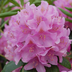 Rhododendron Catawbiense ROSEUM ELEGANS