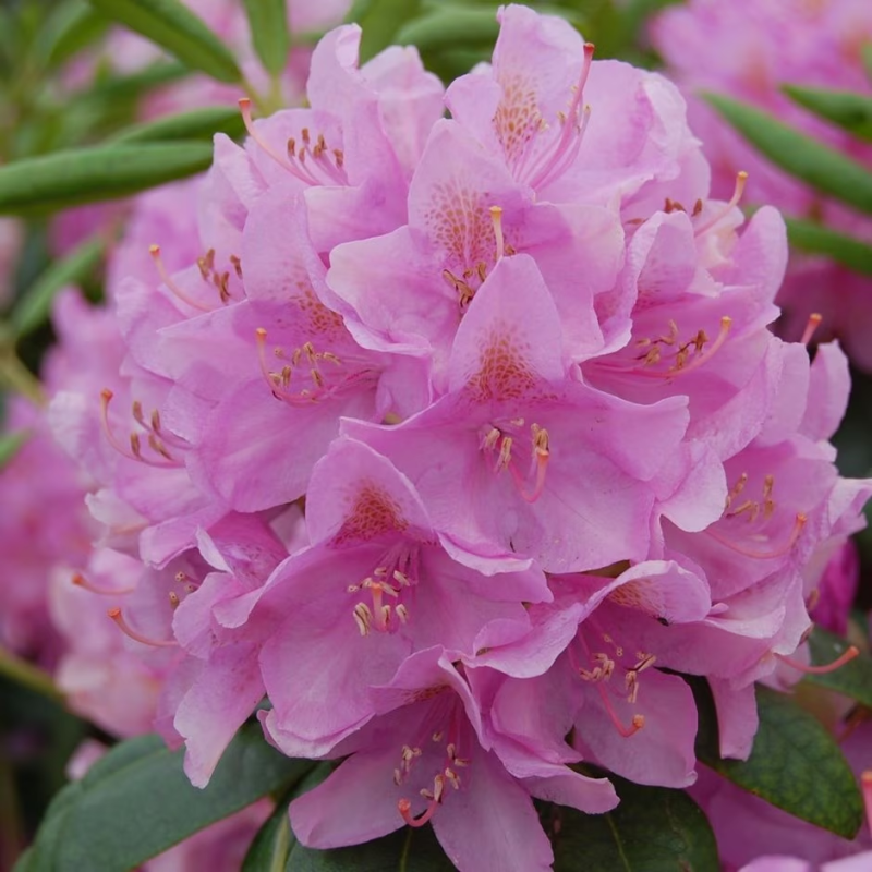 Amerikinis rododendras - Rhododendron Catawbiense ROSEUM ELEGANS