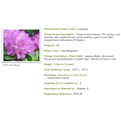 Amerikinis rododendras - Rhododendron Catawbiense ROSEUM ELEGANS