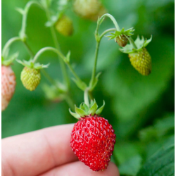 Strawberry - Fragaria x ananassa REINES DES VALLEES
