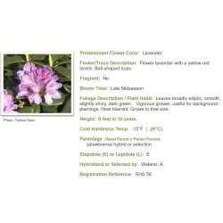 Amerikinis rododendras - Rhododendron Catawbiense GRANDIFLORUM