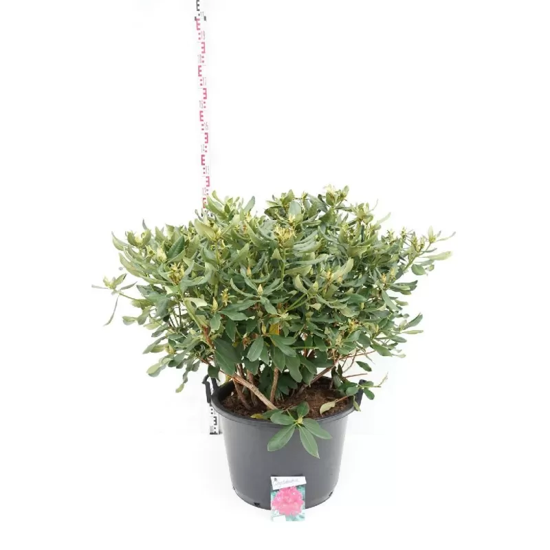 Rododendras Nova Zembla - Rhododendron 'Nova Zembla'