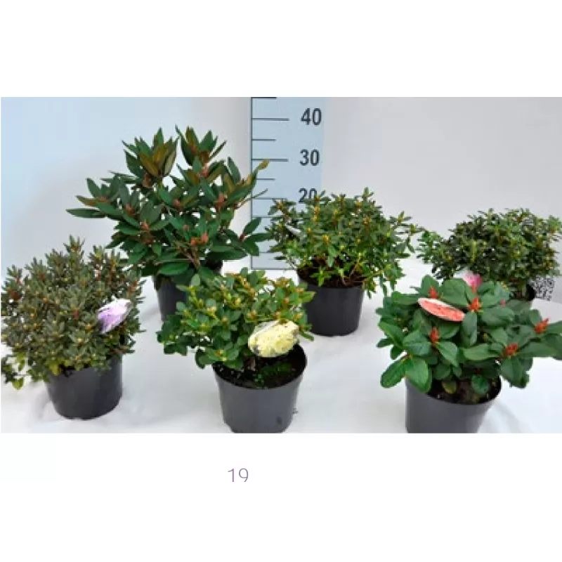 Rhododendron nains
