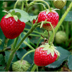 Strawberry - Fragaria x ananassa GORELLA