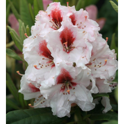 Rododendras - Rhododendron BERGENSIANA