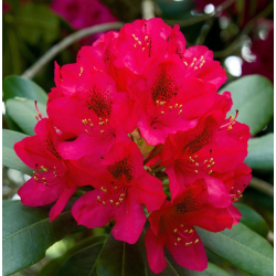 Rododendras - Rhododendron DOTELLA