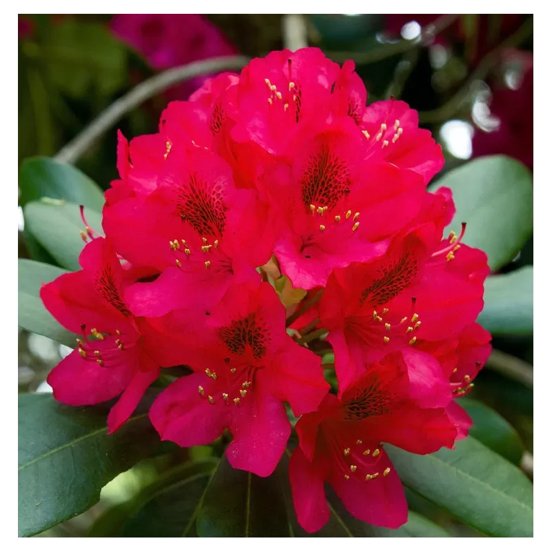 Rododendras - Rhododendron DOTELLA